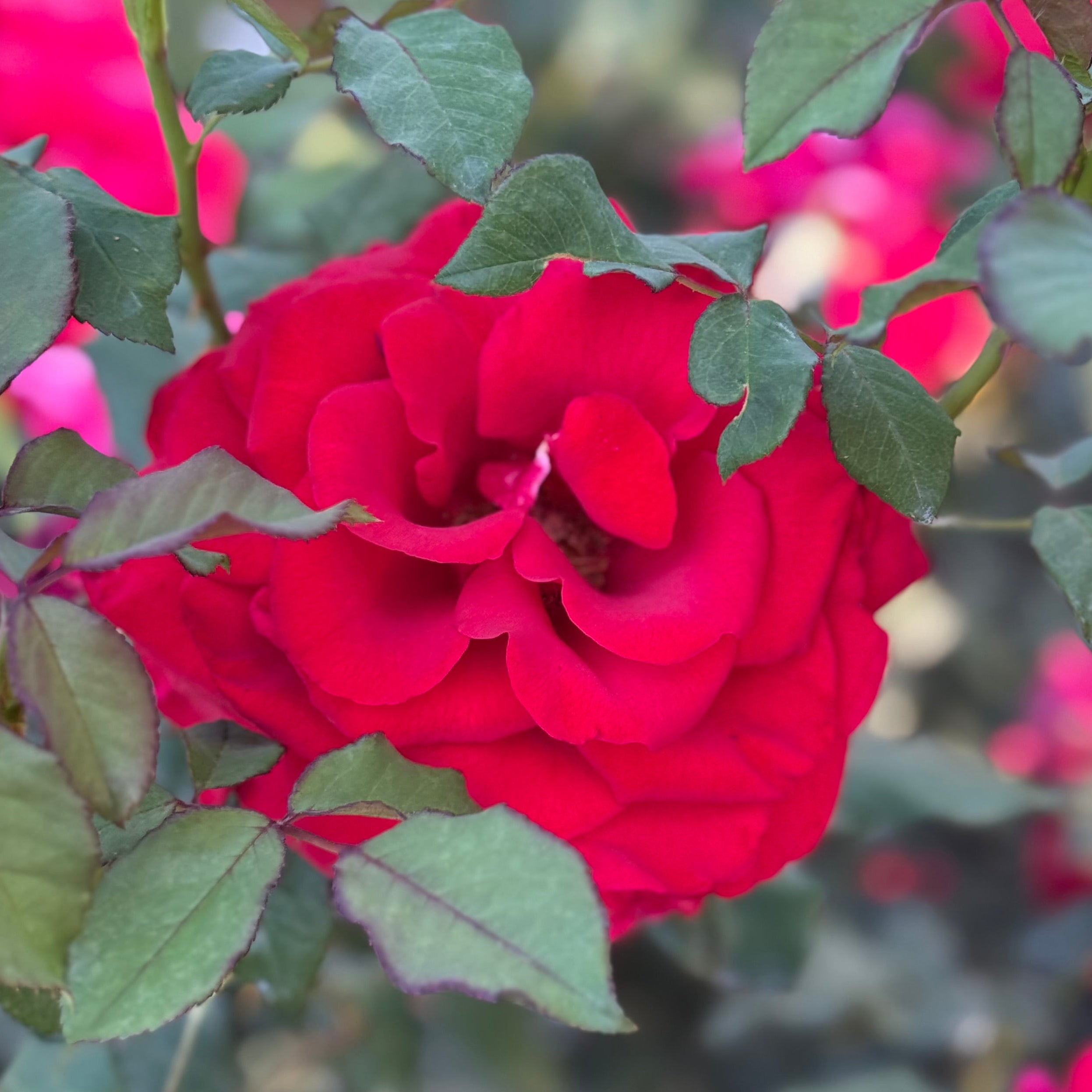 Love's Promise™ Potted Rose Bush