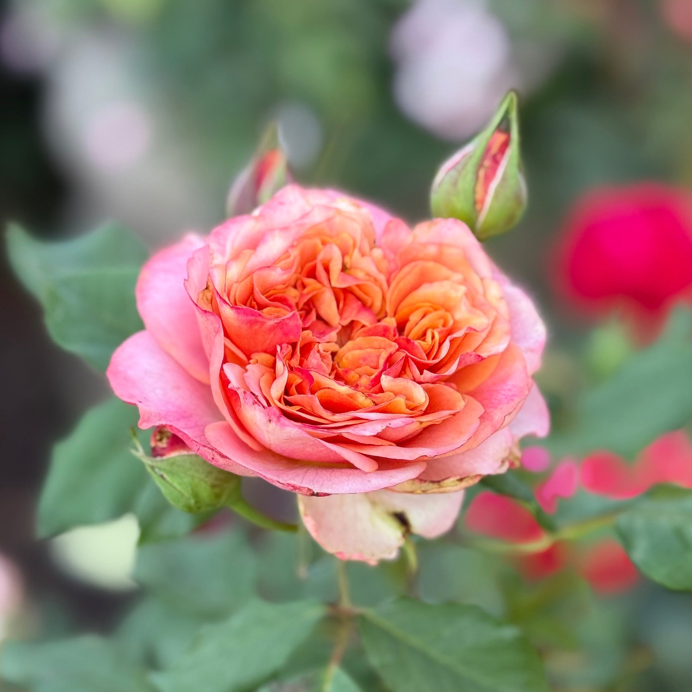 Sunbelt® Crazy Love™ Potted Rose Bush