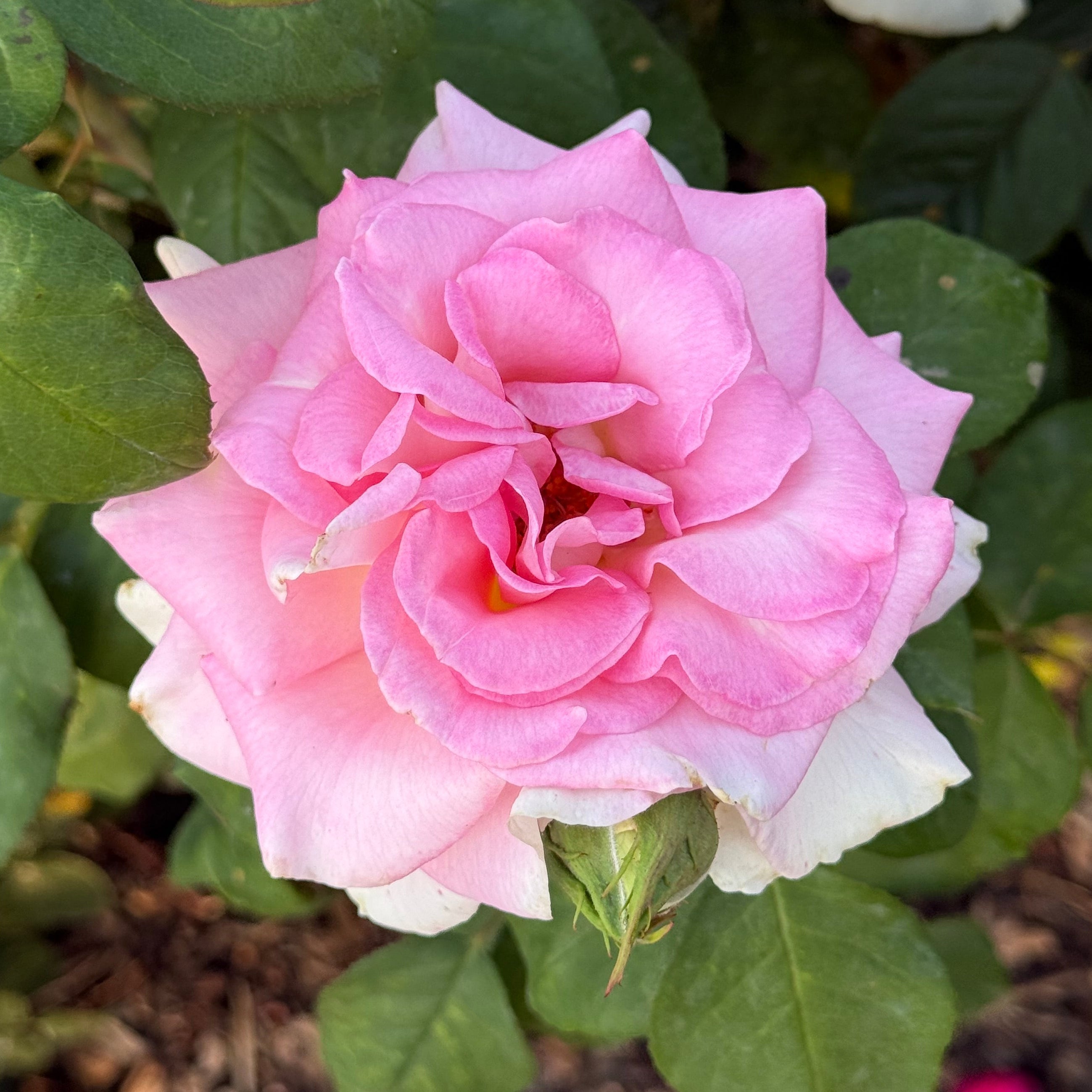 Falling in Love ™ Potted Tree Rose