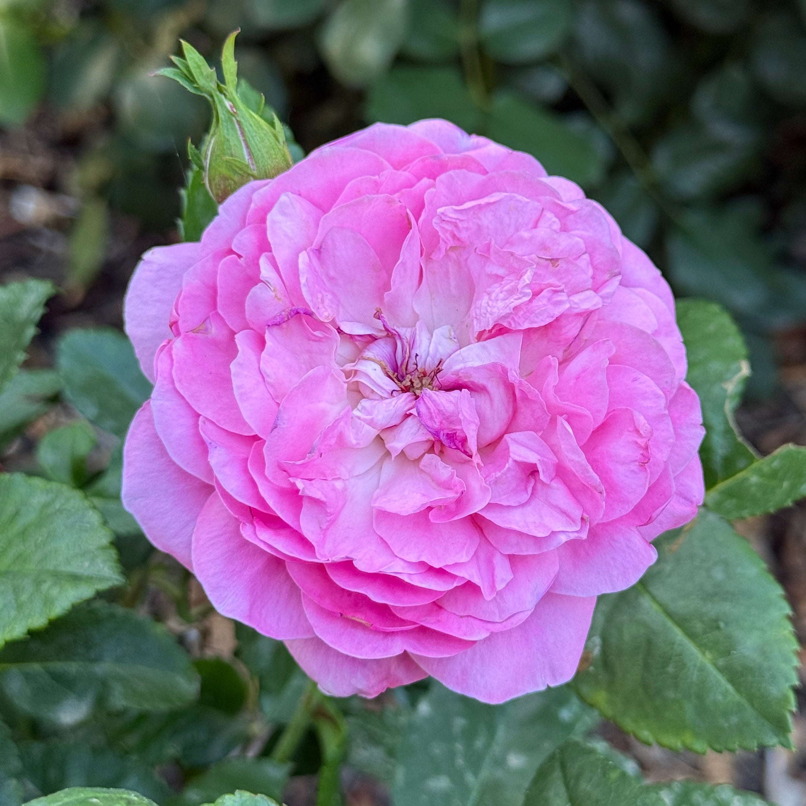 Orchid Romance™  Bare Root Rose Bush