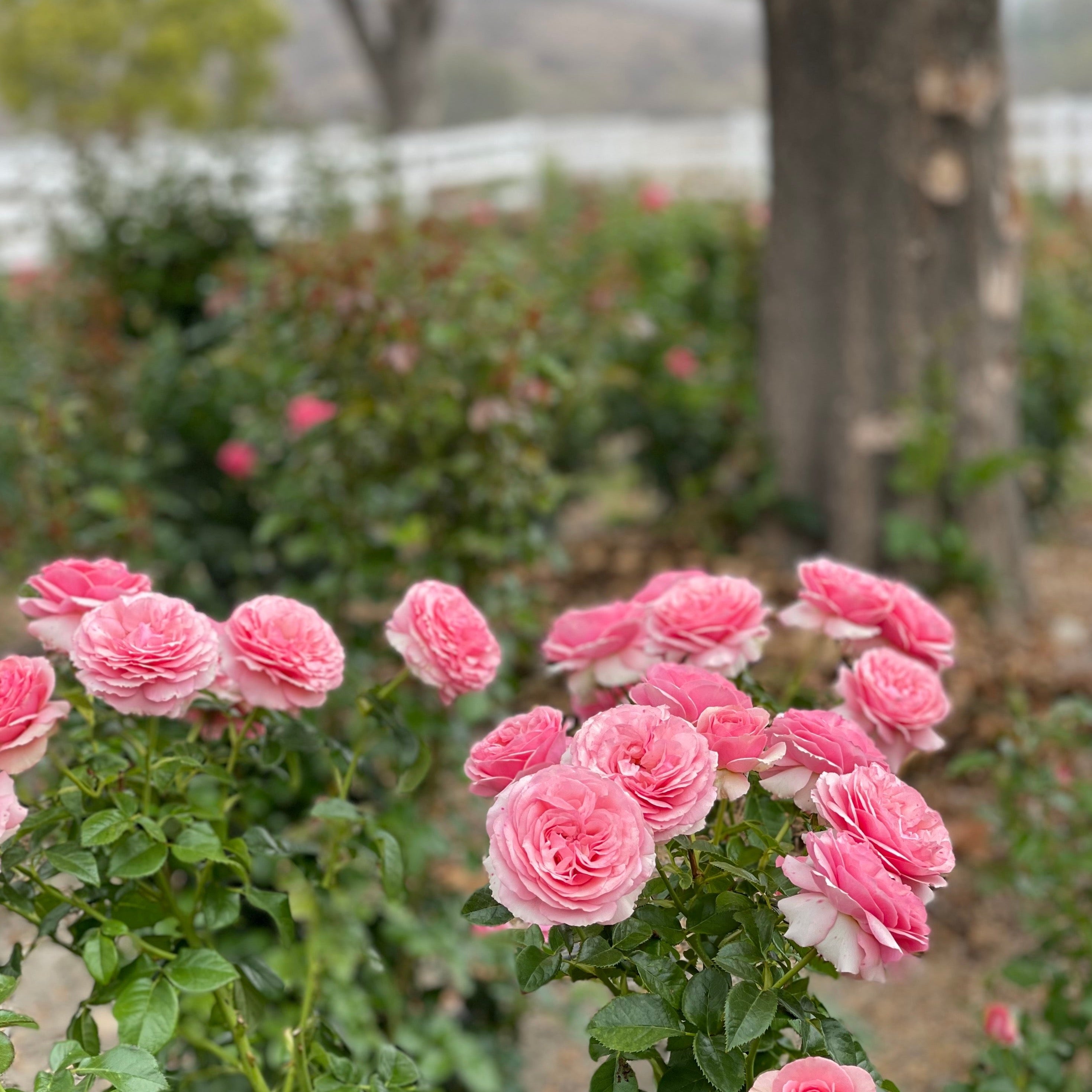 All Dressed Up™ Potted Tree Rose