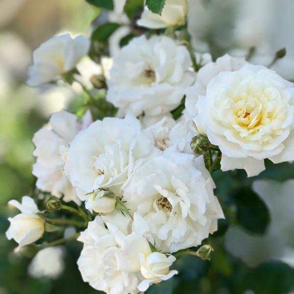 Pillow Fight™ Potted Rose Bush