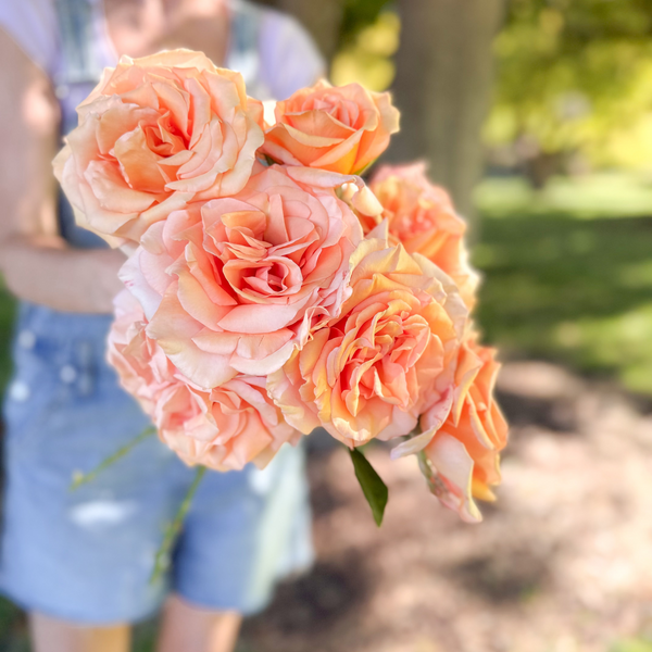 Sunset Celebration Bare Root Rose Bush