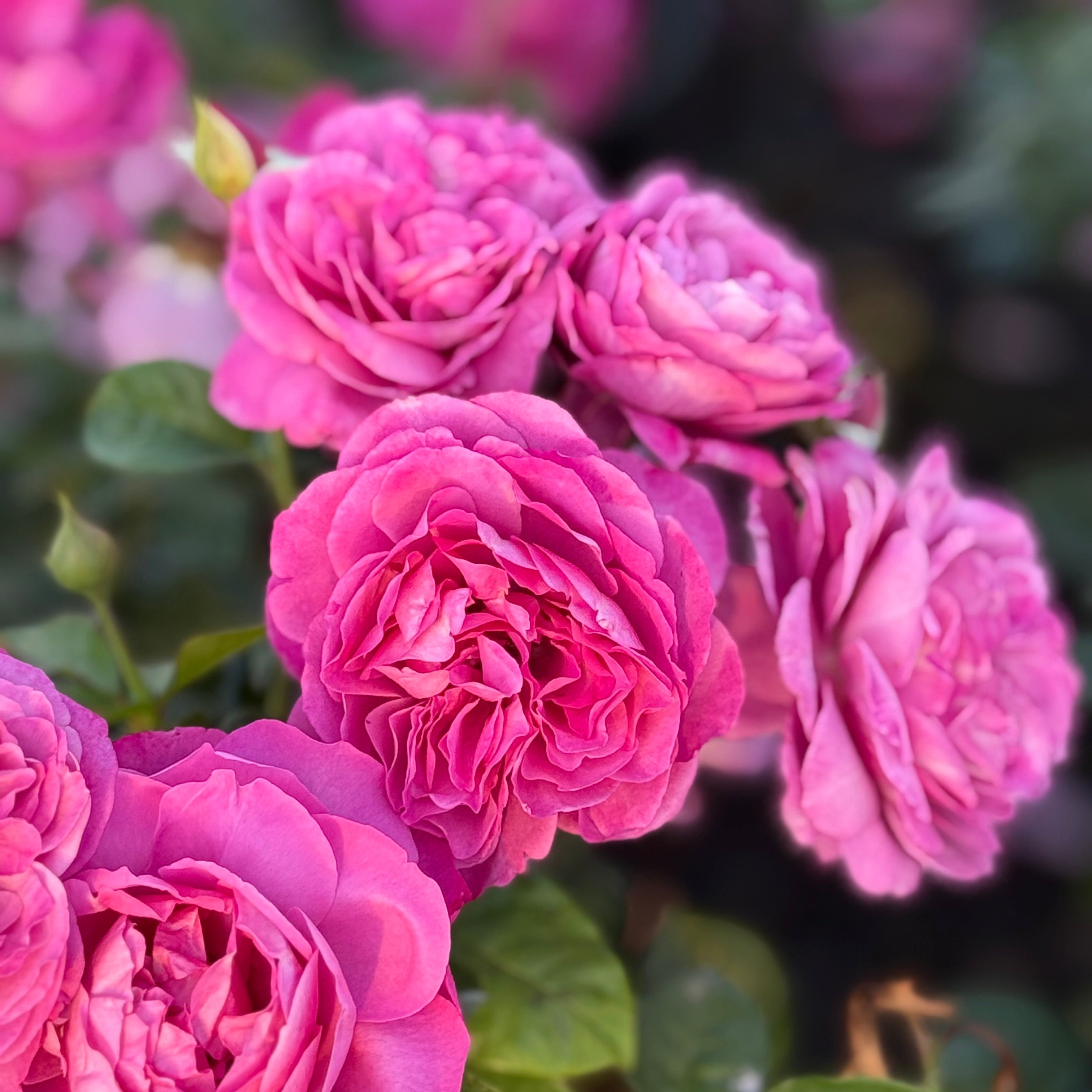 Heirloom Potted Rose Bush