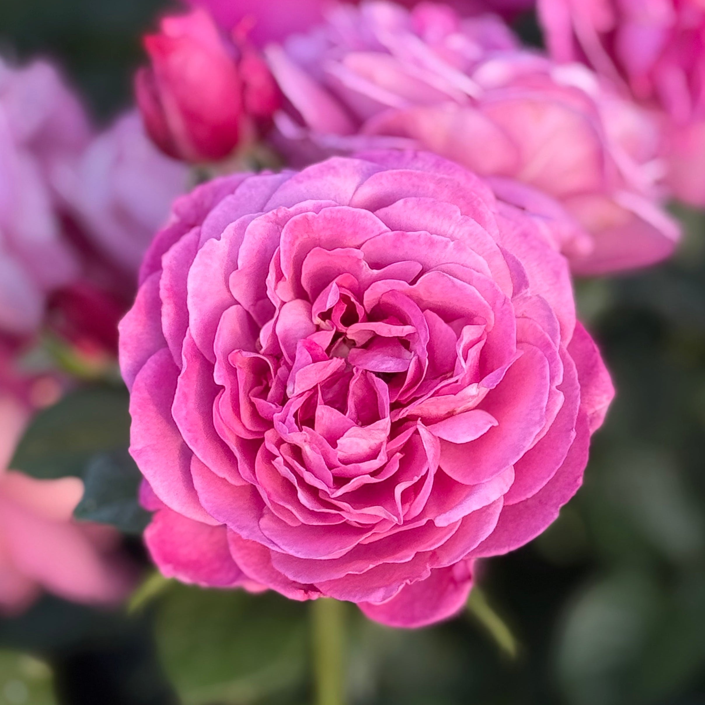 Heirloom Potted Rose Bush