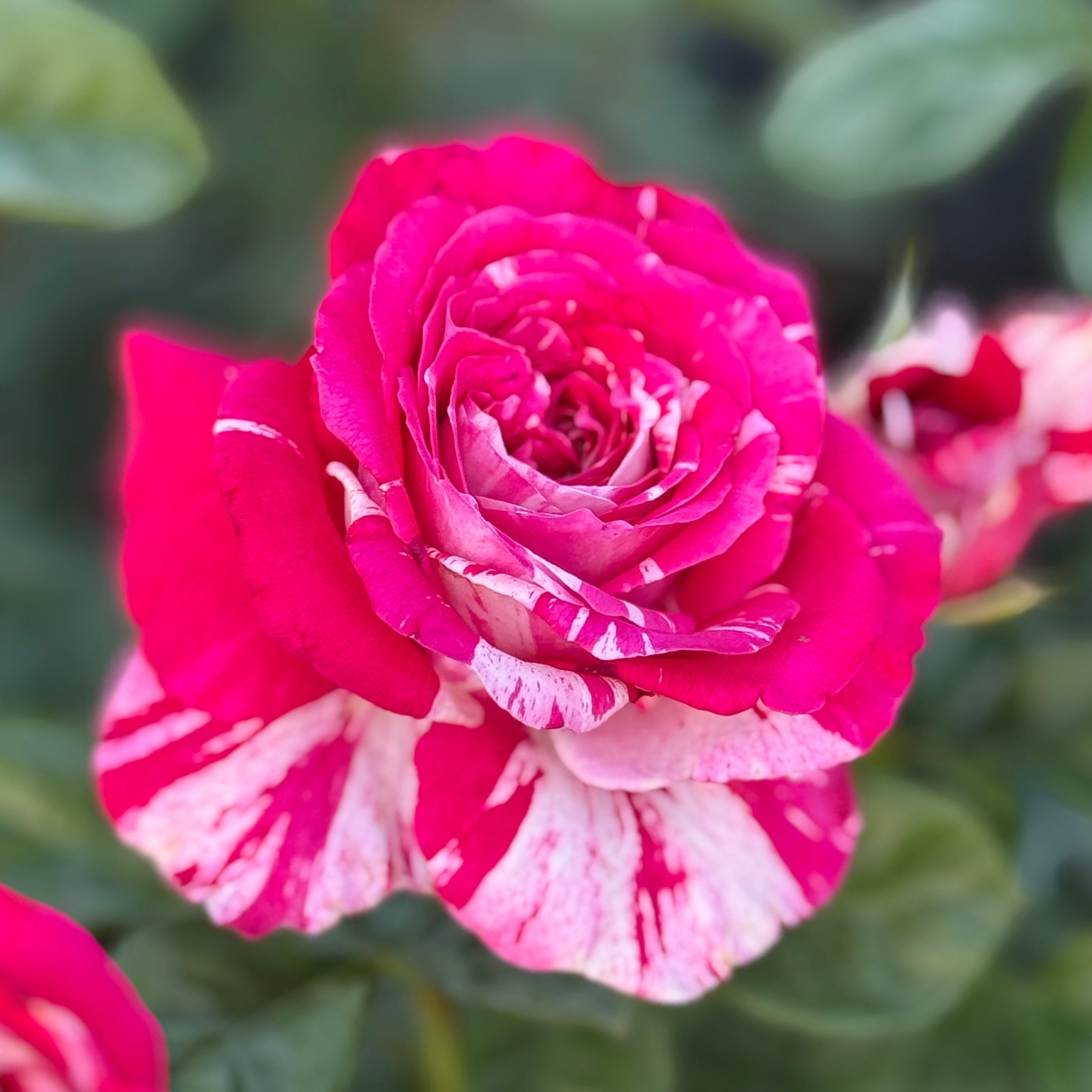 Neil Diamond Potted Rose Bush