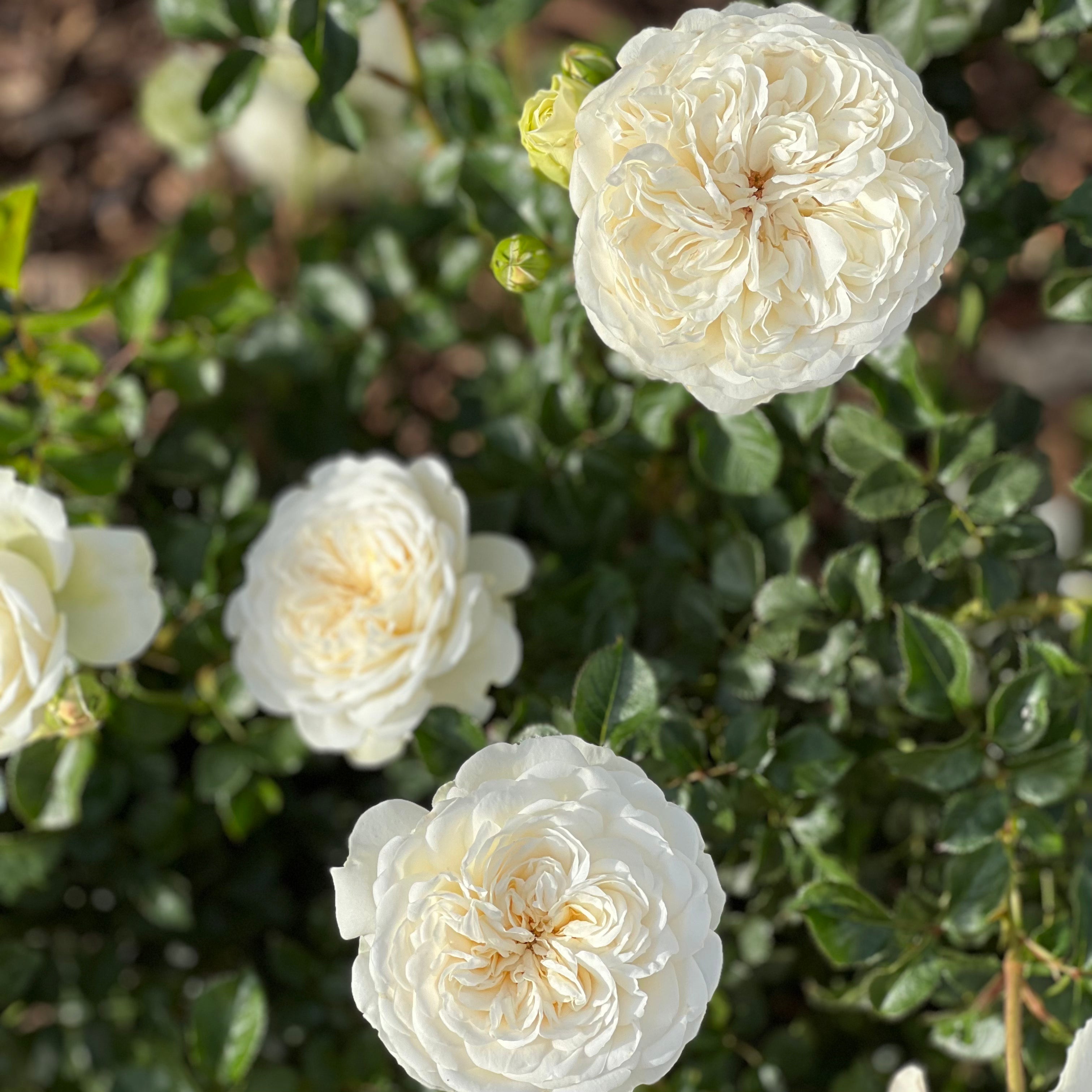 David Austin ® Tranquillity Potted Rose Bush