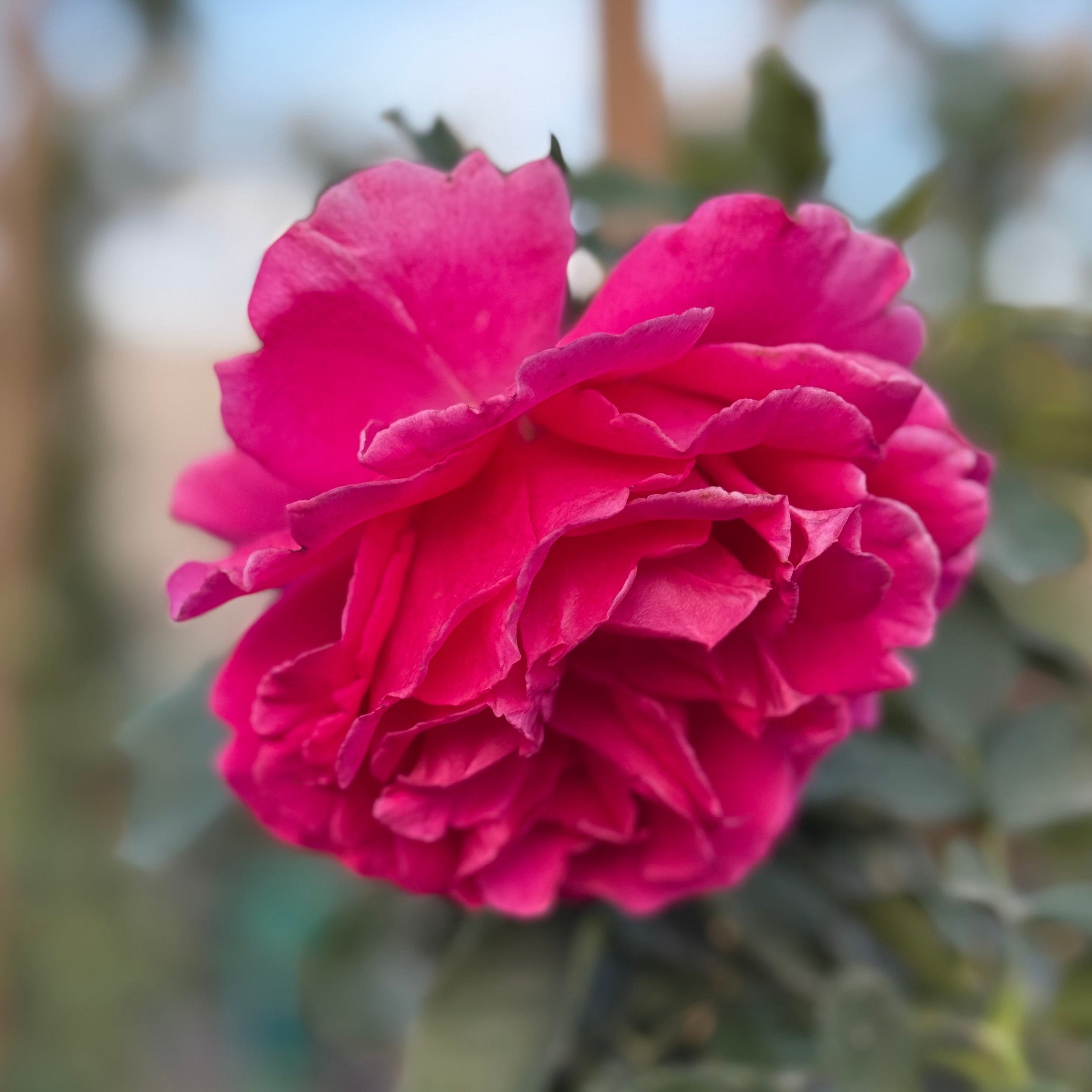 Social Climber Potted Climbing Rose
