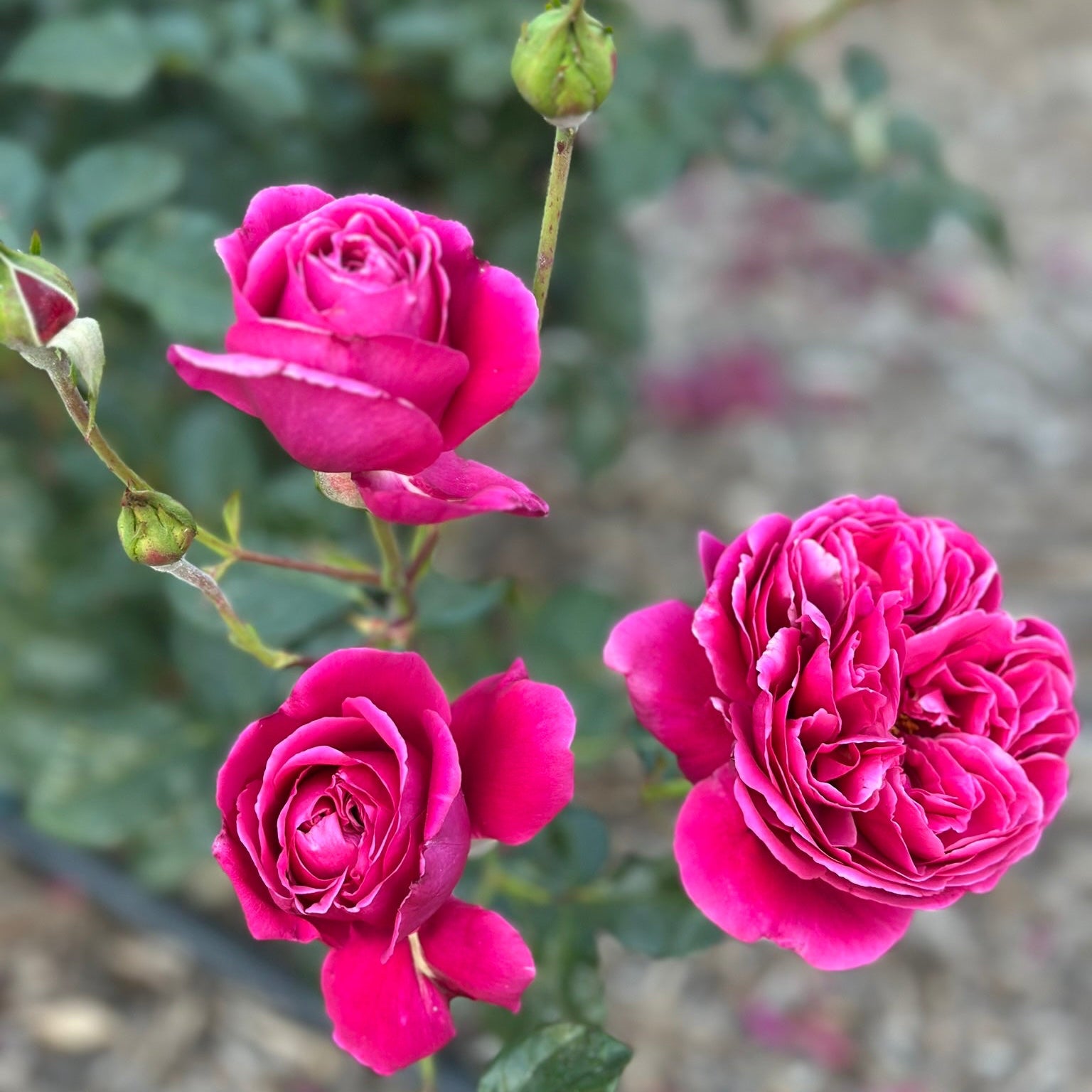 Three vibrant magenta-pink rose blooms with green leaves and buds on a rose bush, photographed outdoors with a blurred natural background.