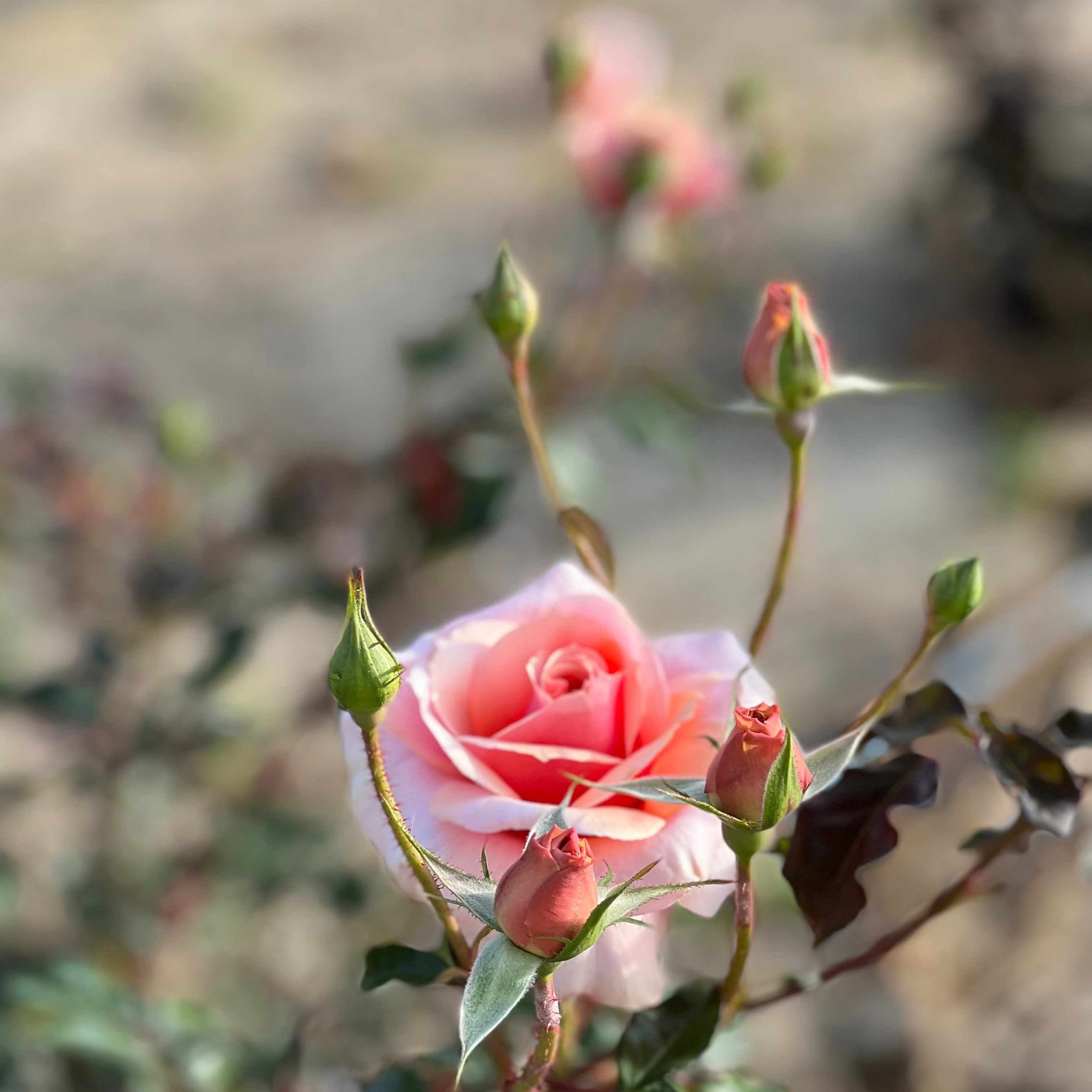 Sunbelt® Soul Sister™ Potted Rose Bush