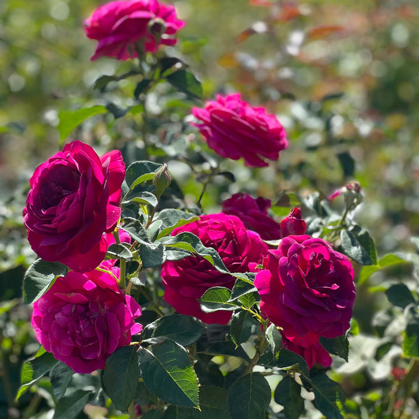 Ebb Tide™ Rose Bush