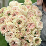 Trousseau Rose Bush