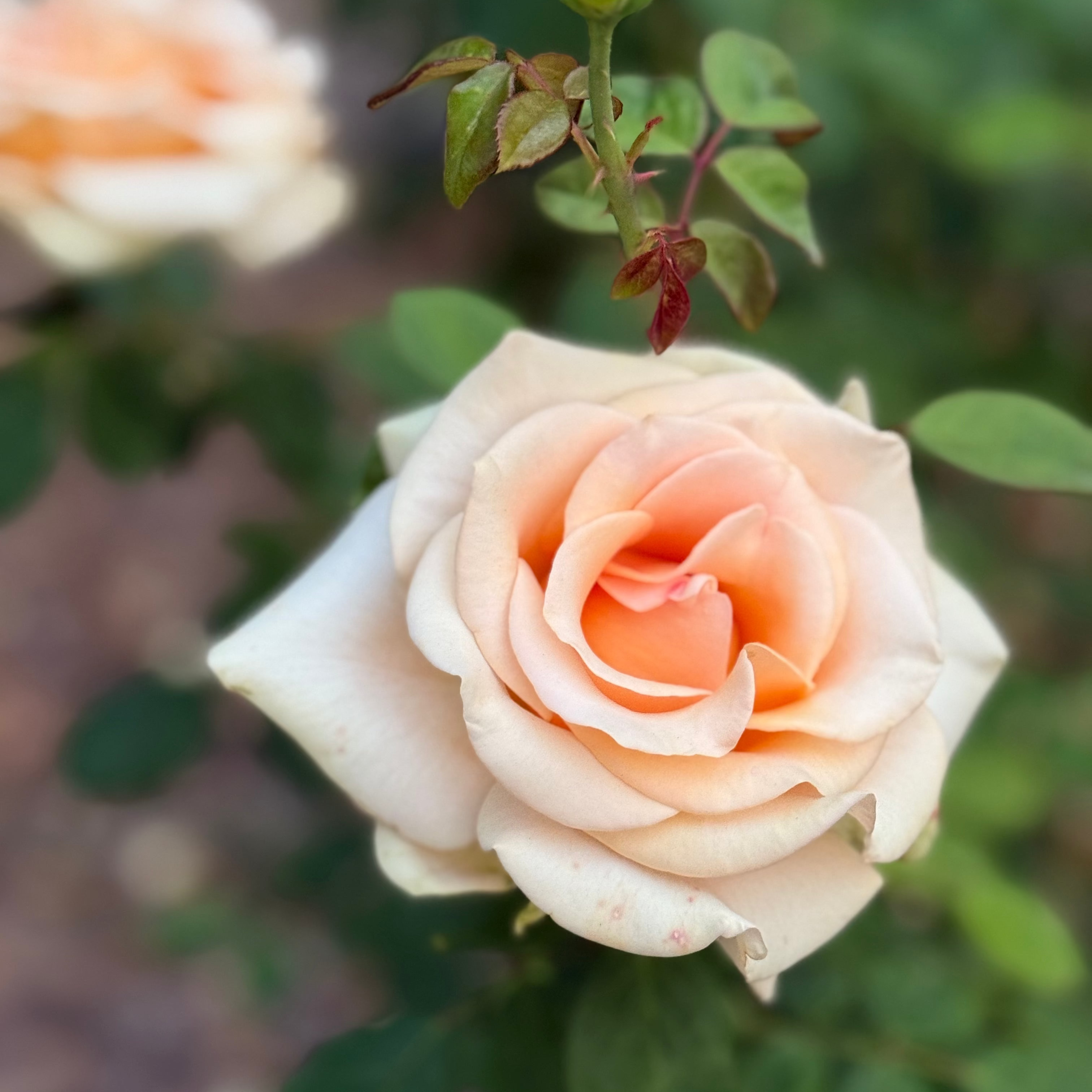 Beautiful Day™ Potted Rose Bush