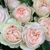 Trousseau Rose Bush