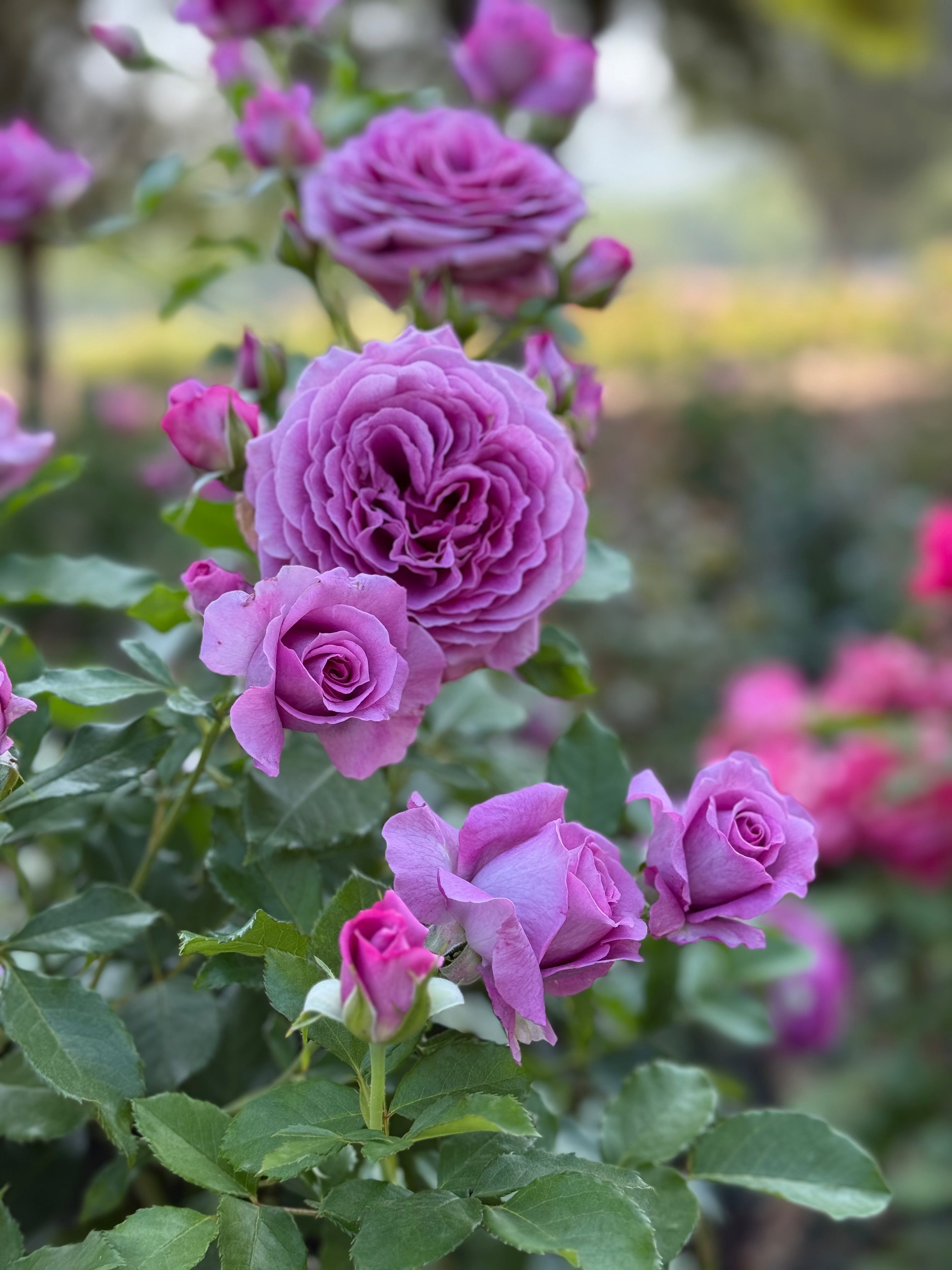 Sweet Madame Blue™ Bare Root Tree Rose