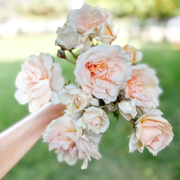 Hand holding a bouquet of light pink roses with a blurred green background
