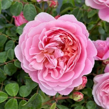 Close-up of a pink rose with green leaves in the background