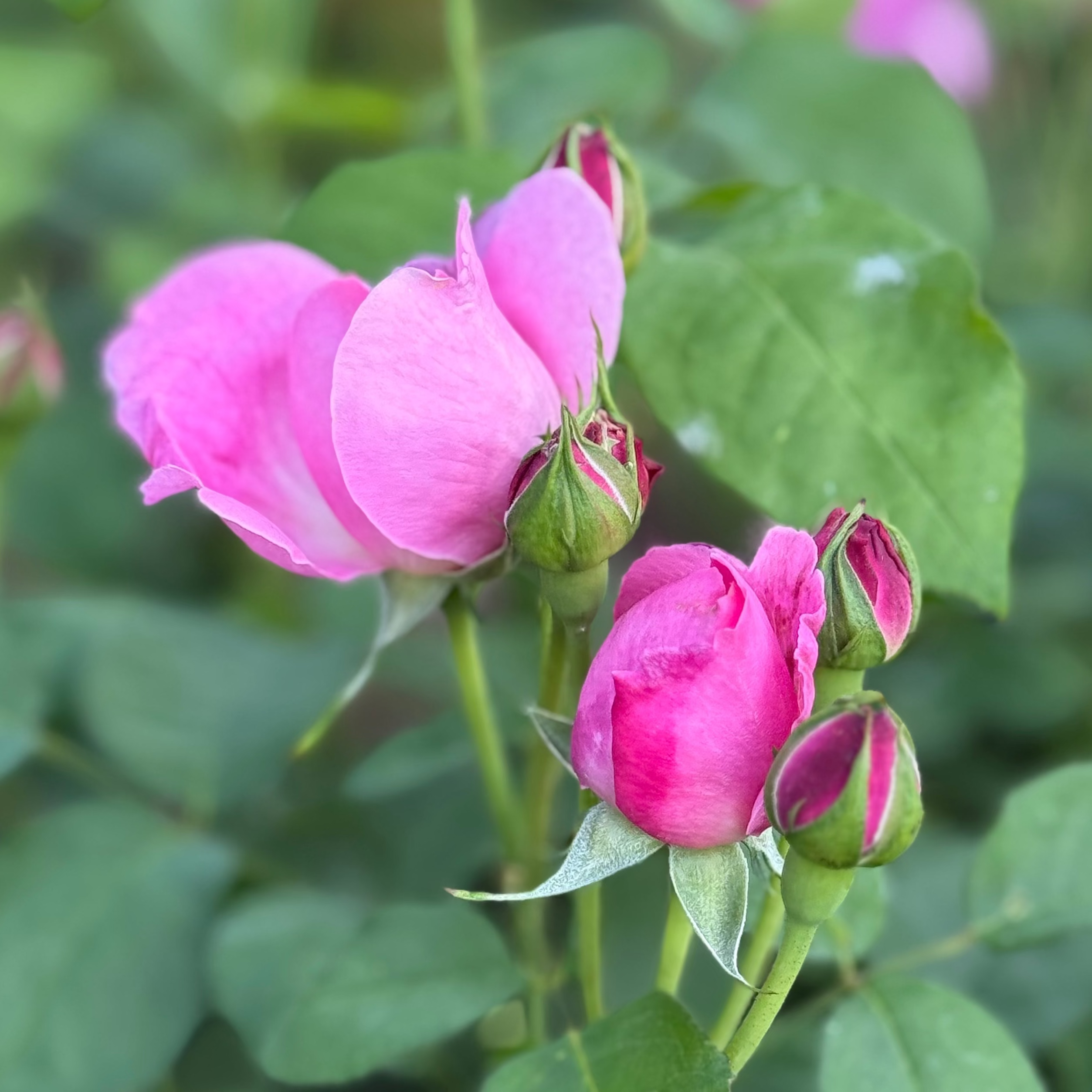 David Austin® Mary Rose® Potted Rose Bush