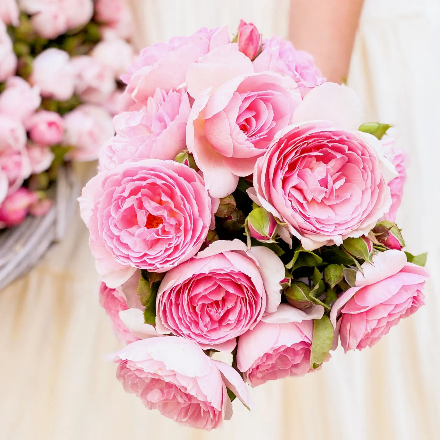 Scentuous™ Bare Root Rose Bush