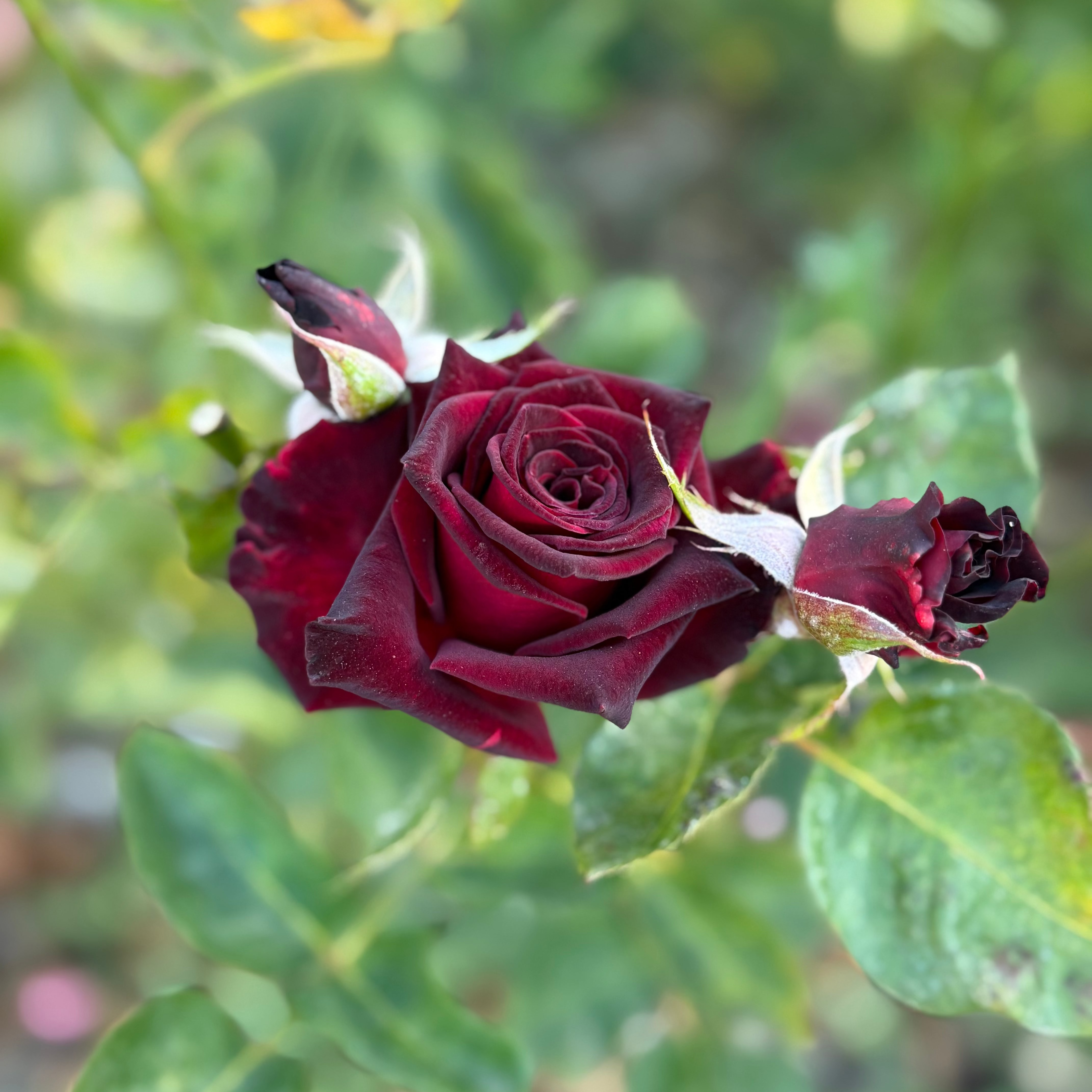 Black Baccara® Potted Rose Bush