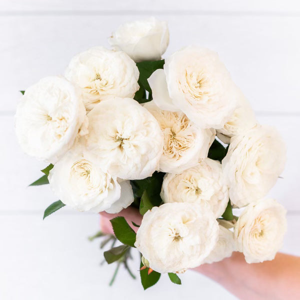 Pure Perfume Potted Rose Bush