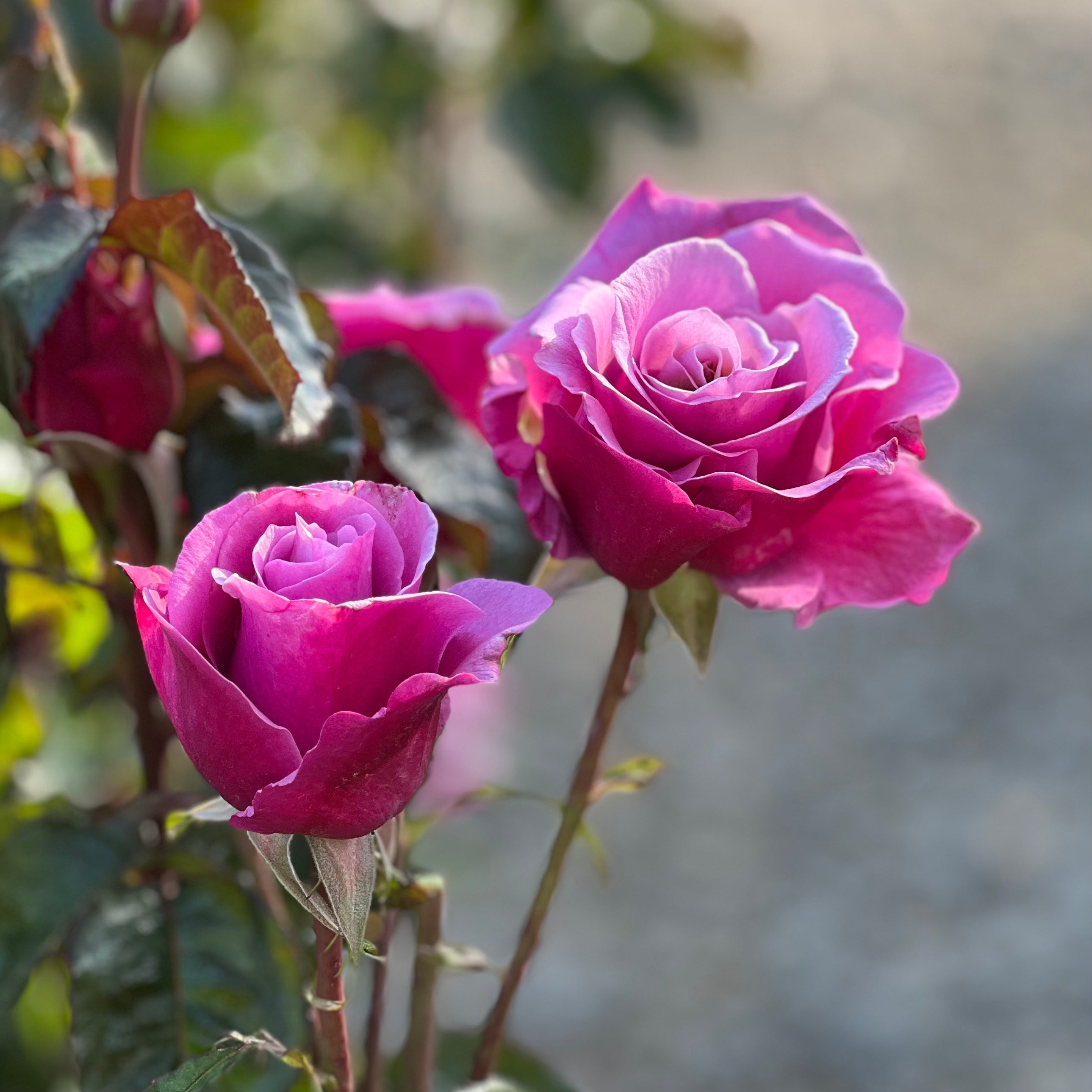 Barbra Streisand Bare Root Rose Bush