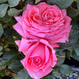 Sweet Madamoiselle™ Rose Bush