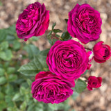 Celestial Night™ Rose Bush