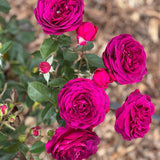 Celestial Night™ Rose Bush