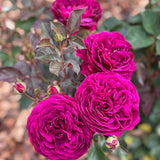 Celestial Night™ Rose Bush