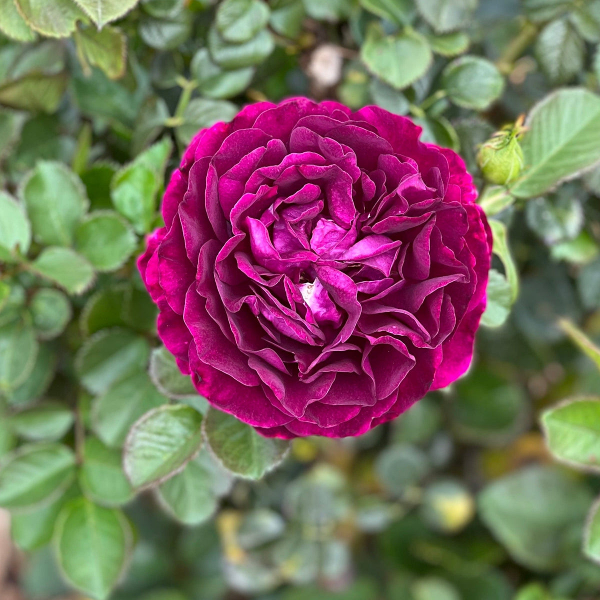 Twilight Zone™ 36" Tree Rose Bush