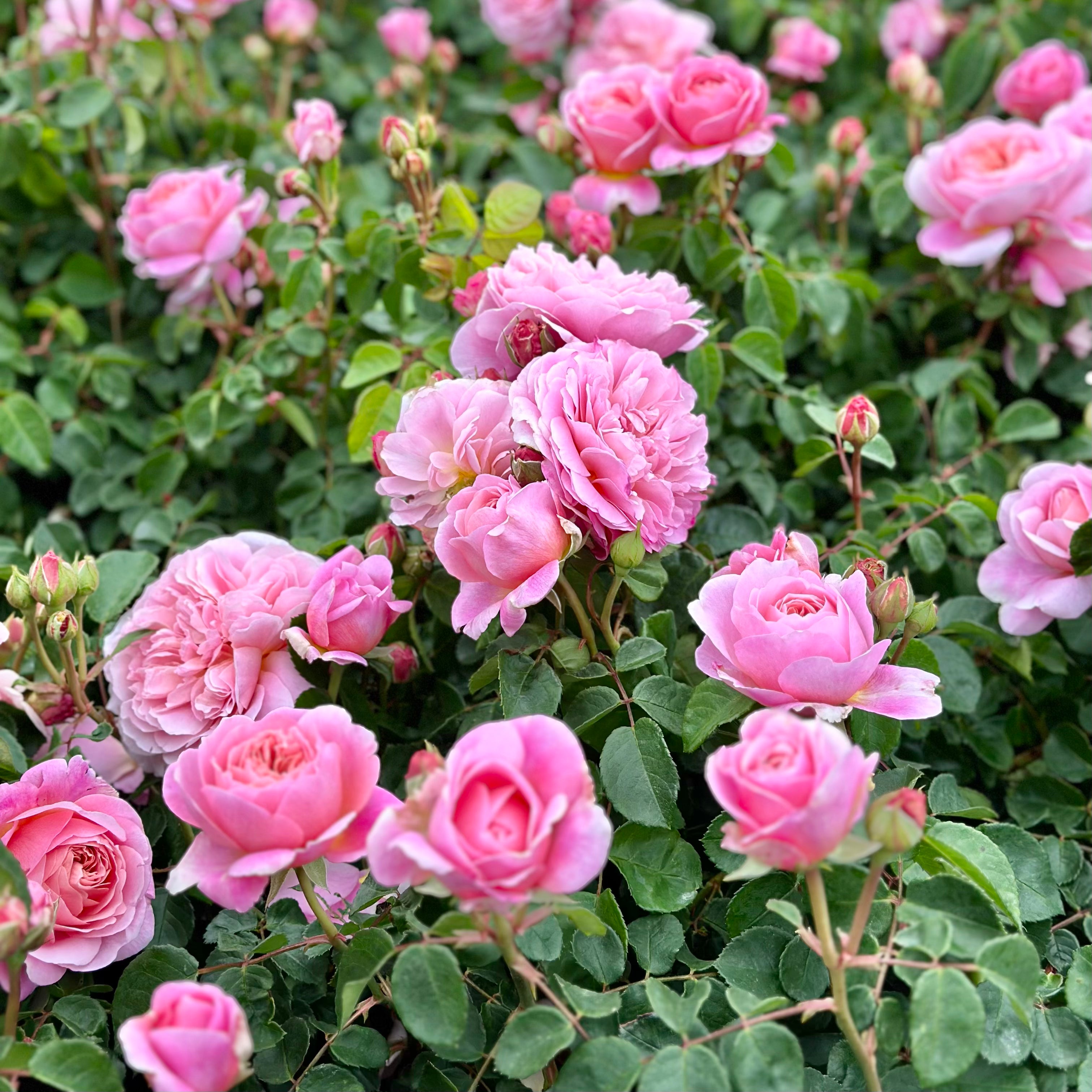 David Austin® Boscobel® Potted Rose Bush