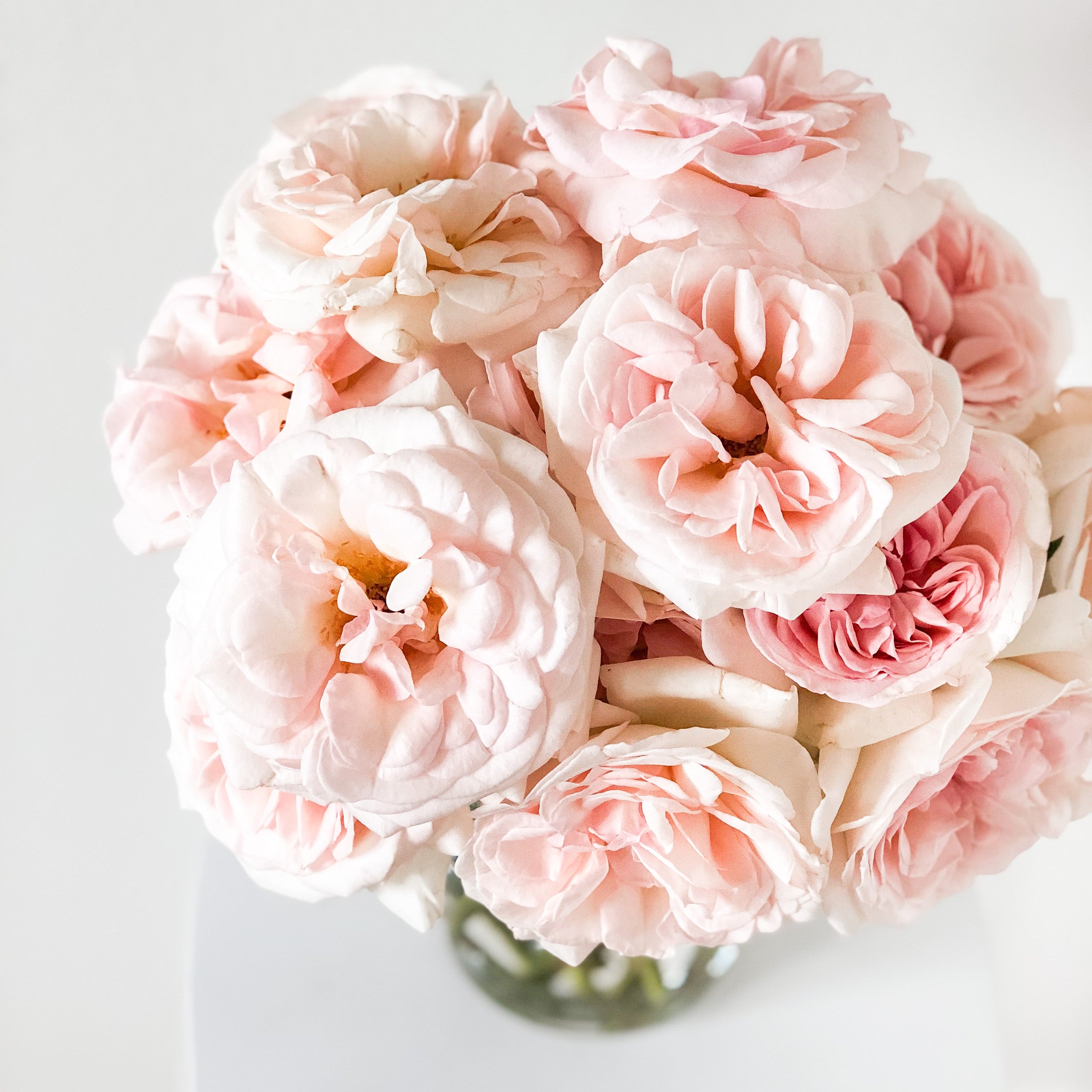 Francis Meilland® Bare Root Rose Bush