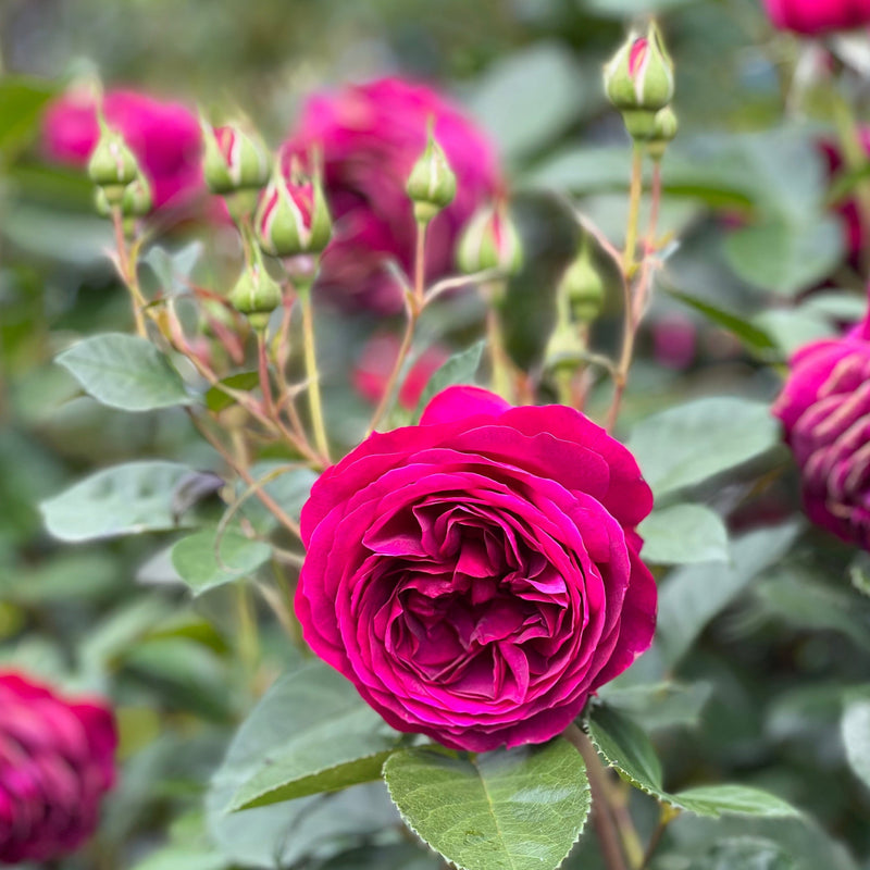 Celestial Night™ Rose Bush