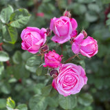 Cathedral Bells™ Rose Bush