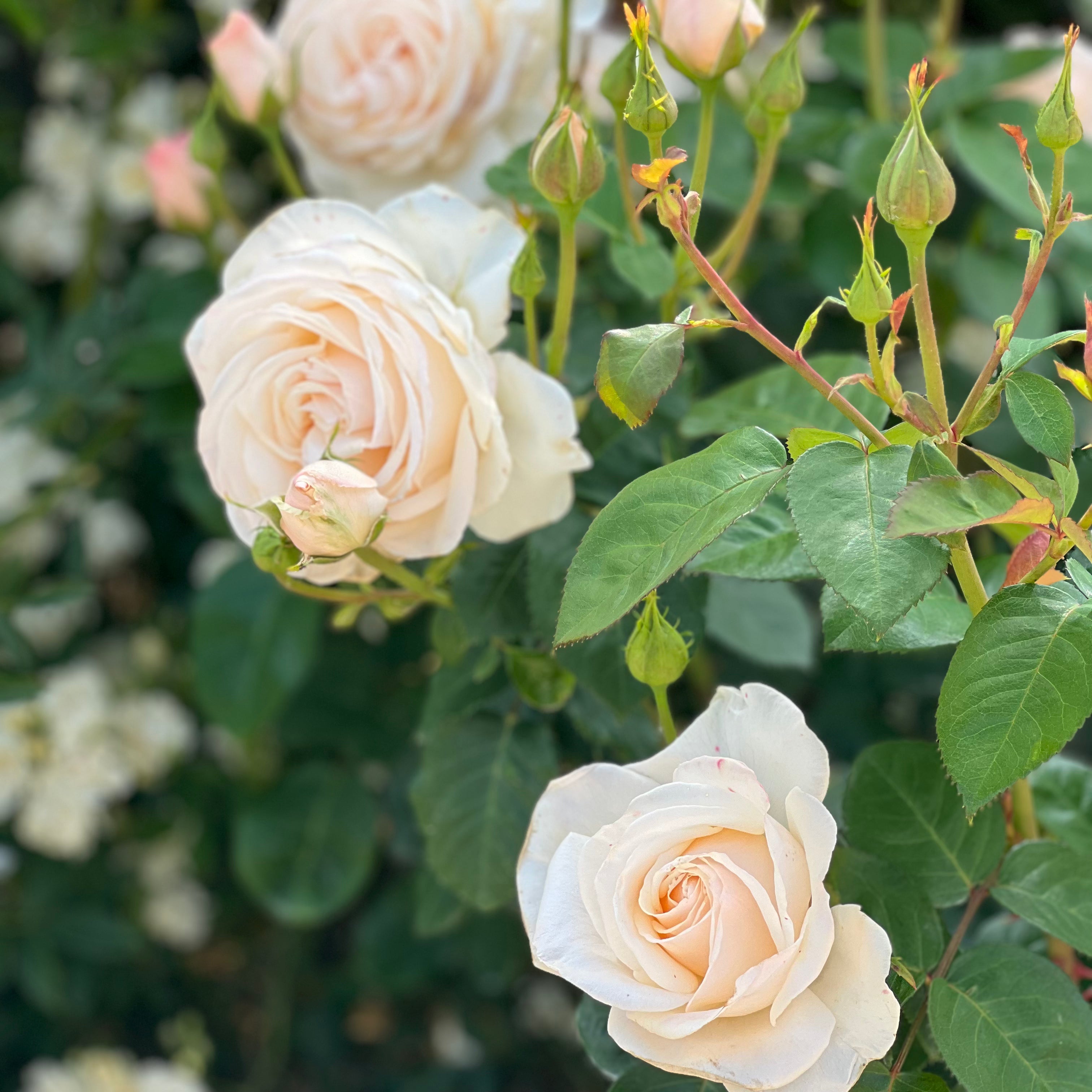 Easy Spirit™ Bare Root Rose Bush