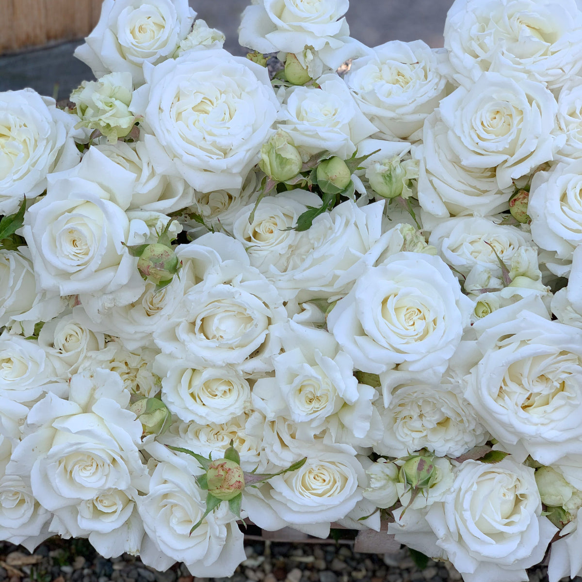 Pope John Paul II Potted Tree Rose