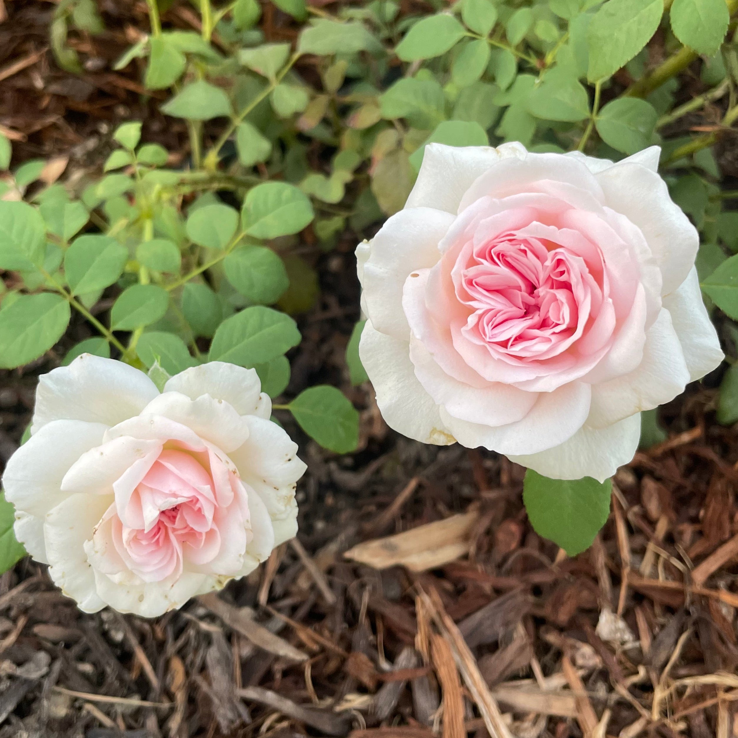 Two pale pink and white roses blooming among green leaves and brown mulch outdoors.
