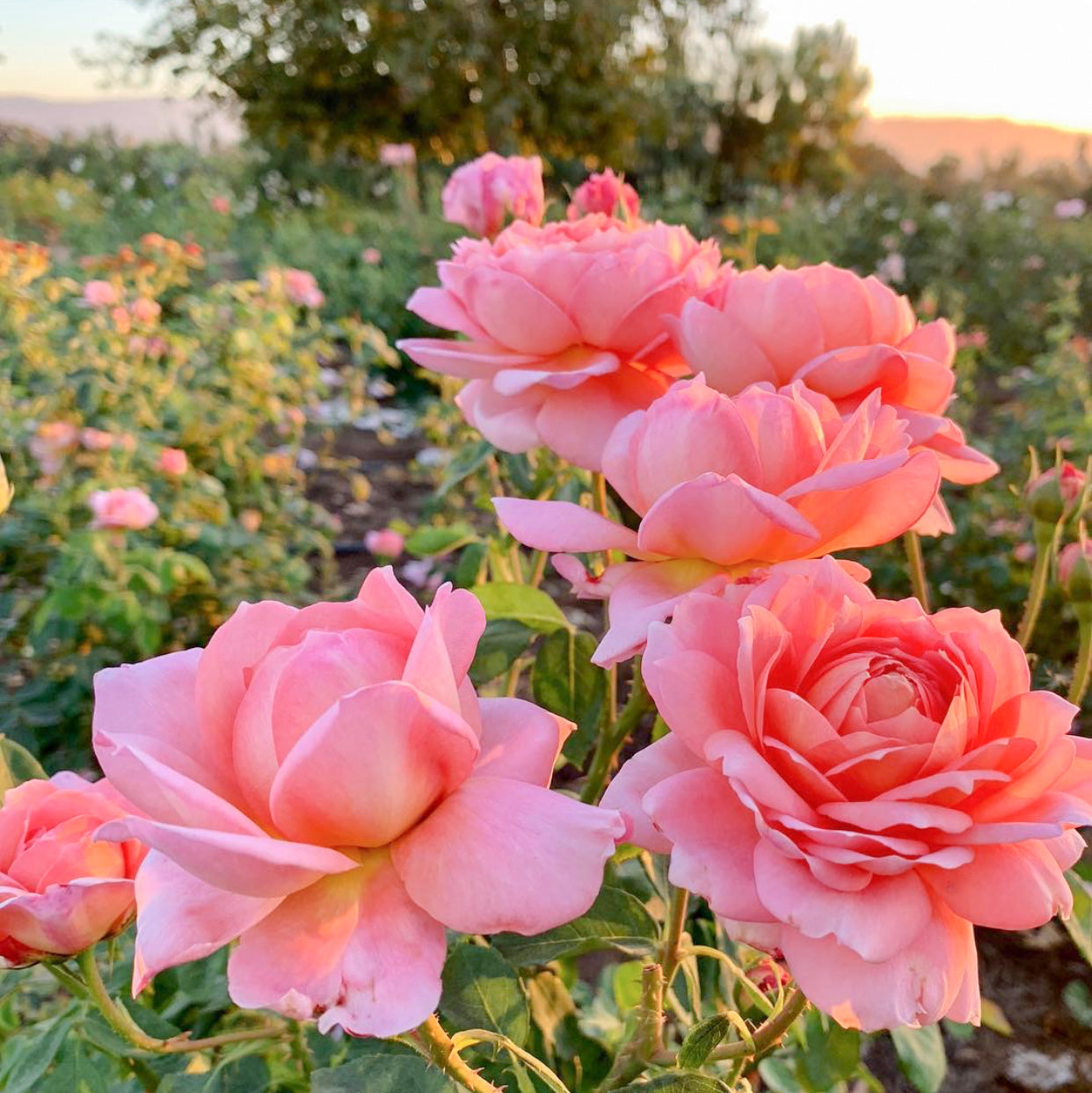 David Austin® Carding Mill® Potted Rose Bush