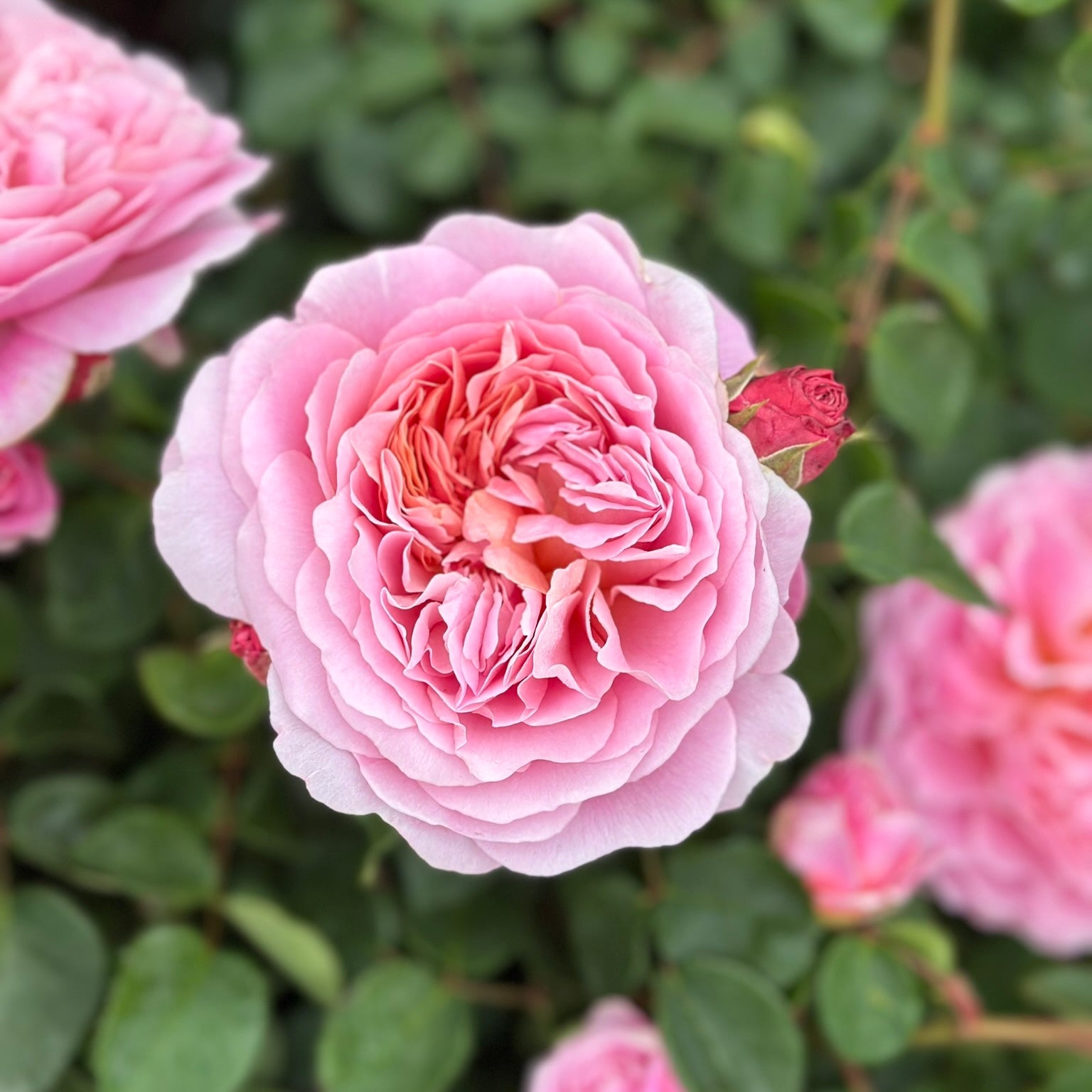 David Austin® Eustacia Vye® Potted Rose Bush