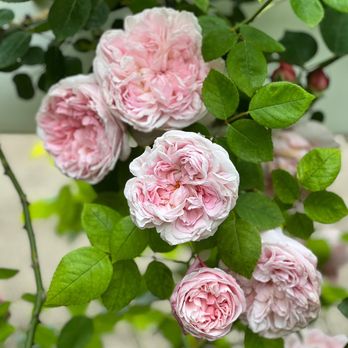 St. Swithun Rose Bush