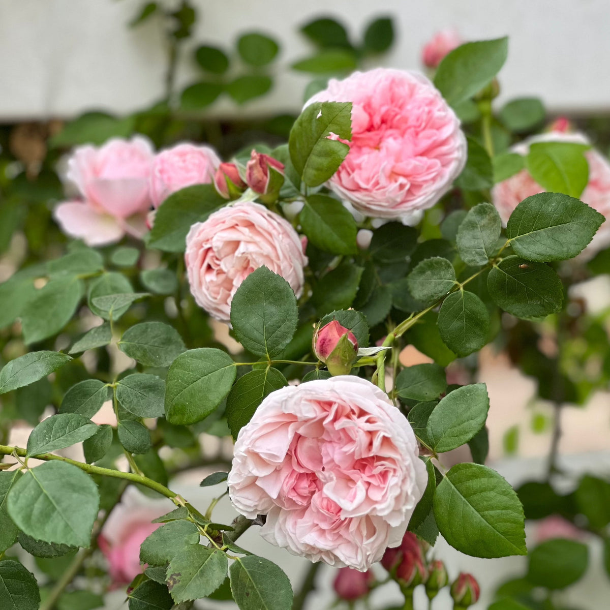 St. Swithun Rose Bush