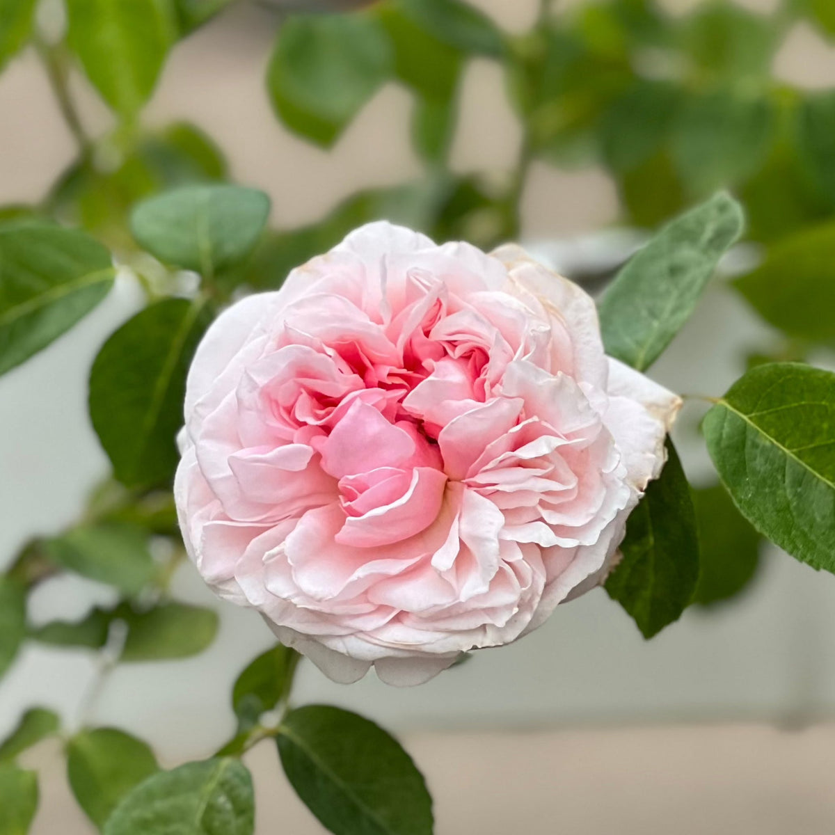 St. Swithun Rose Bush