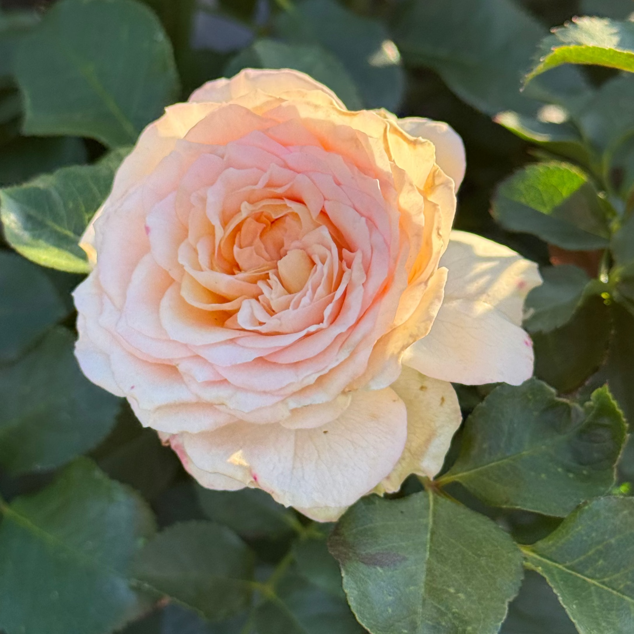 Sancerre Potted Rose Bush