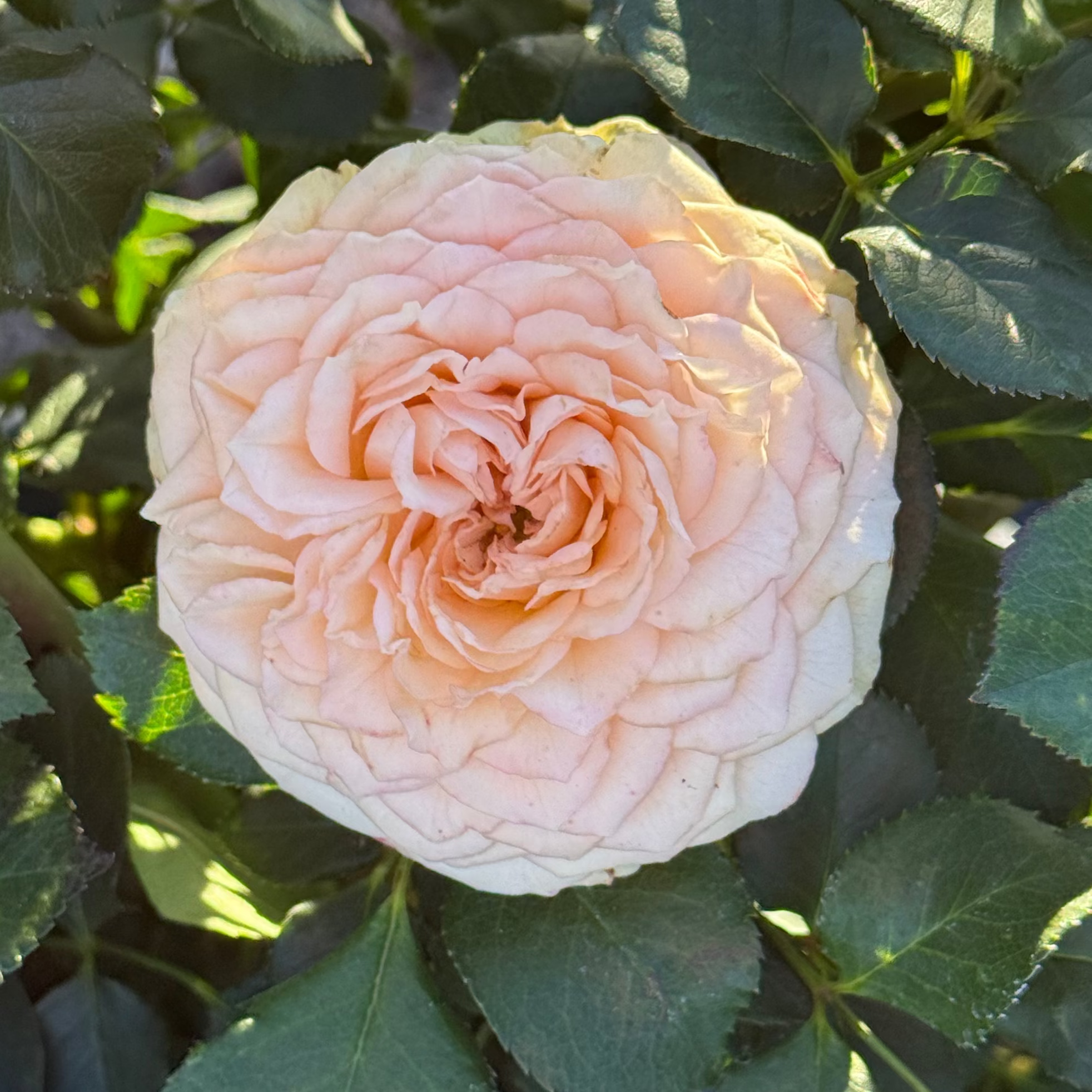 Sancerre Potted Rose Bush