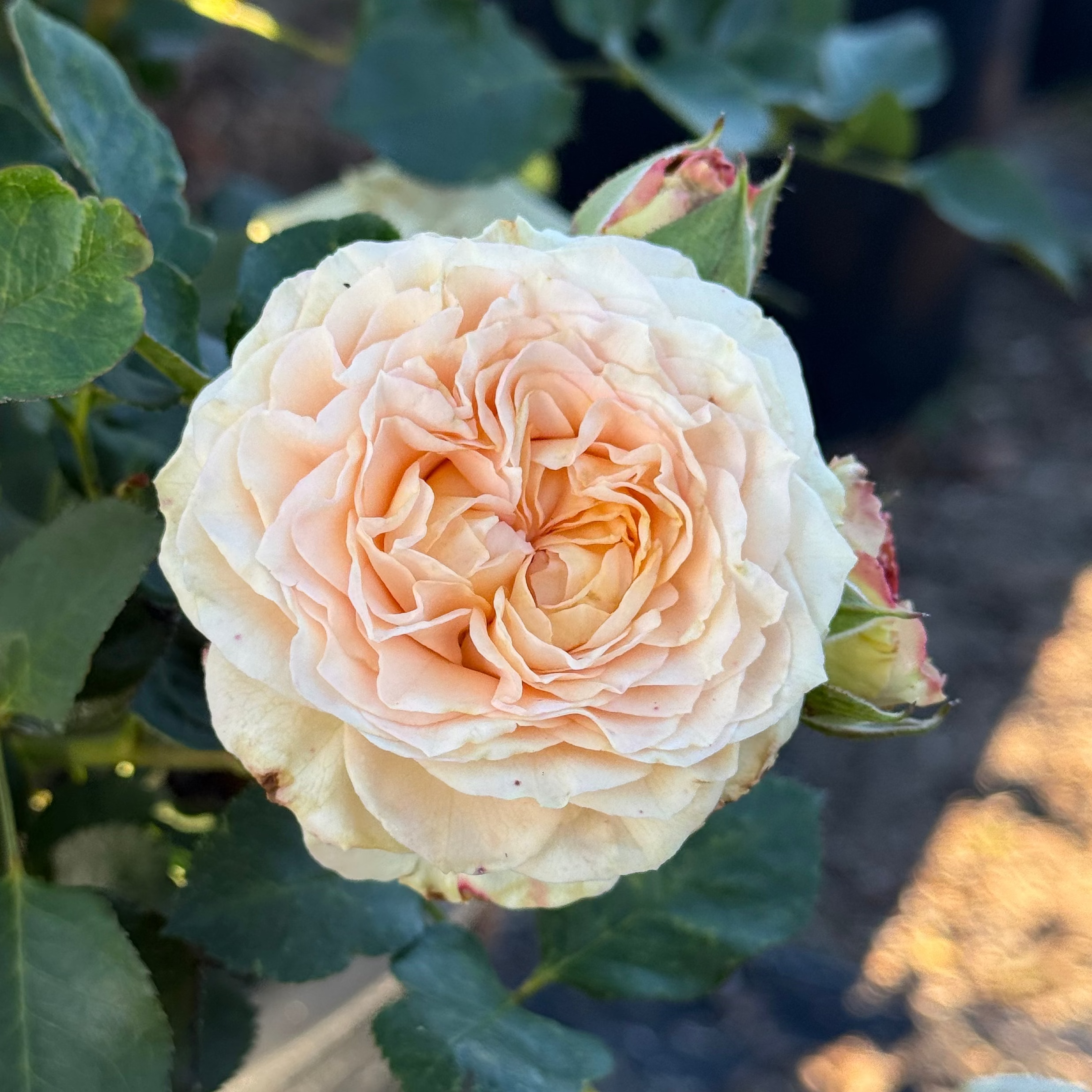 Sancerre Potted Rose Bush