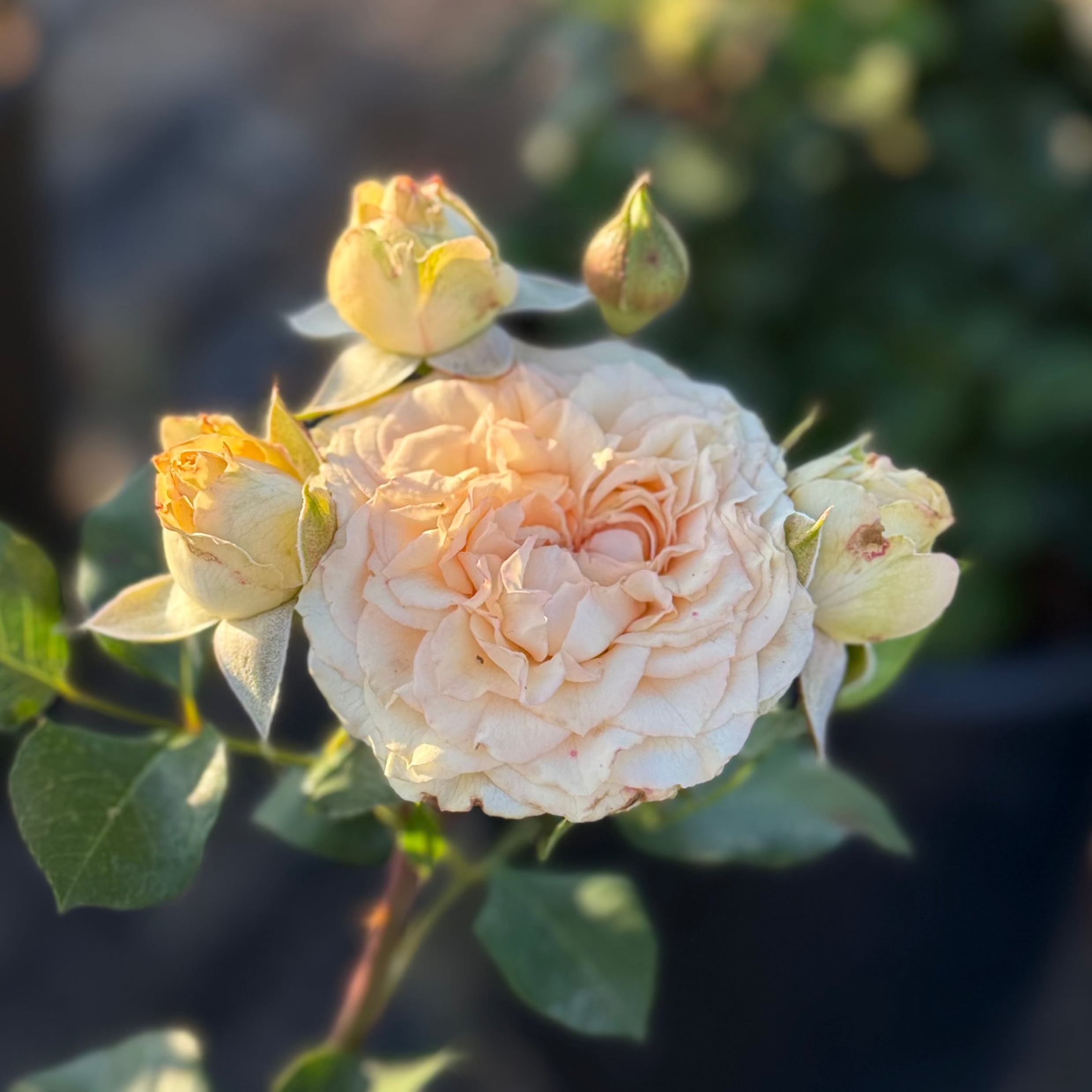 Sancerre Potted Rose Bush