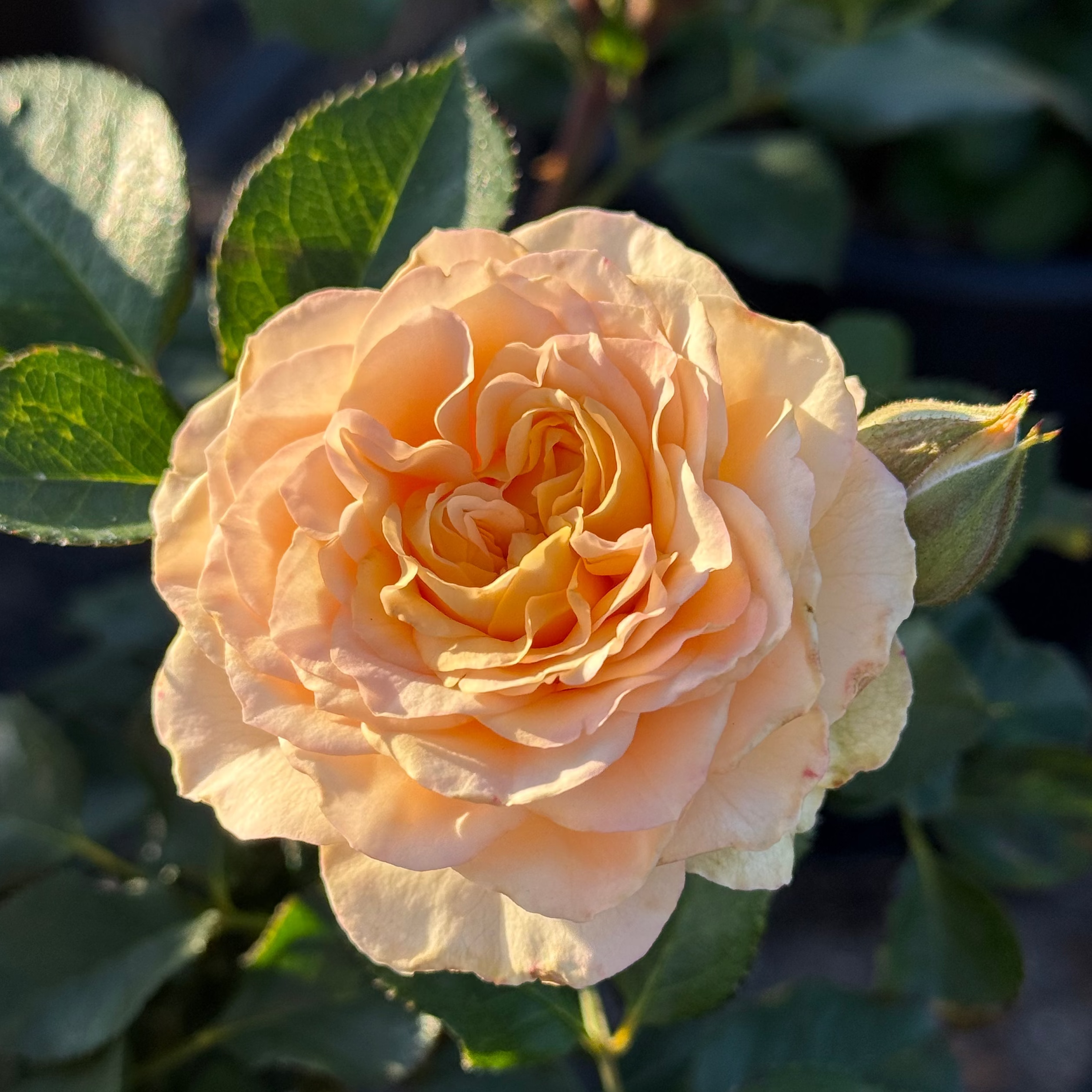 Sancerre Potted Rose Bush