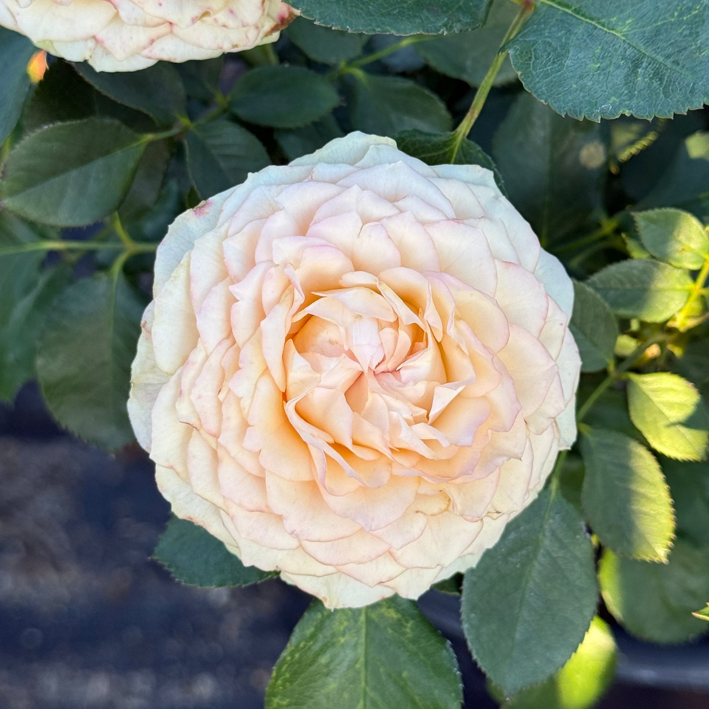 Sancerre Potted Rose Bush