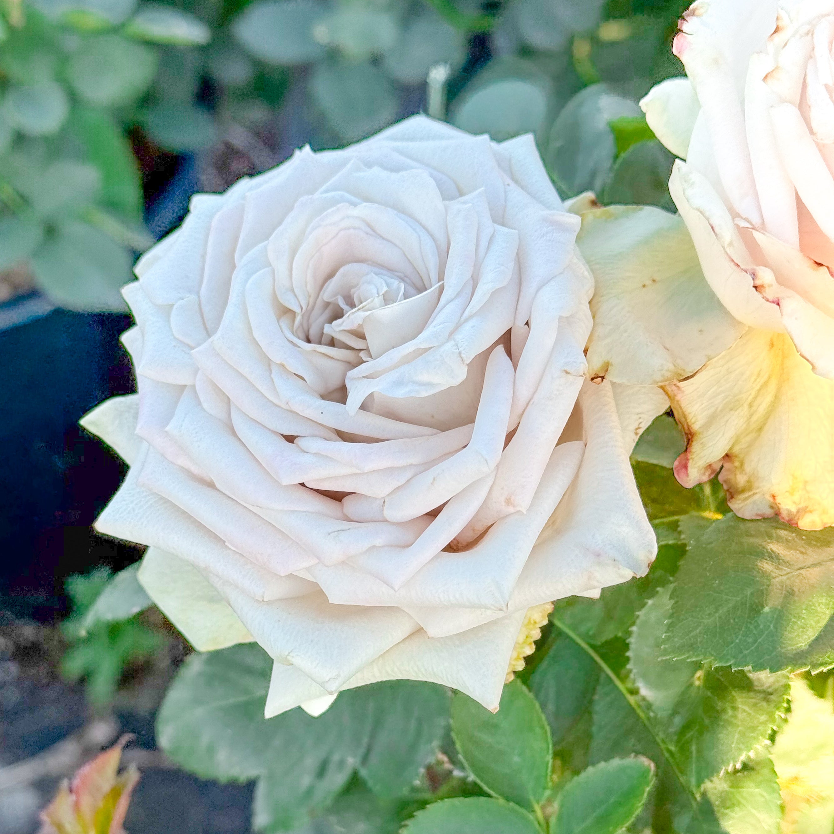 Menta™ Potted Rose Bush